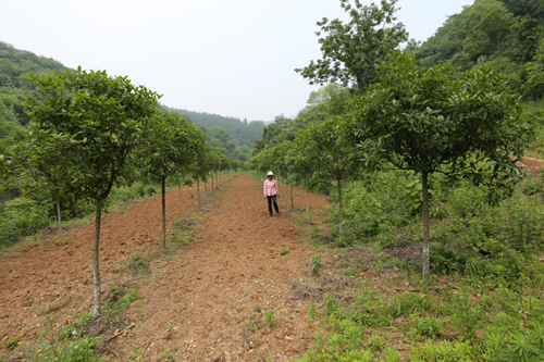 桂花树培育精东视频APP下载入口